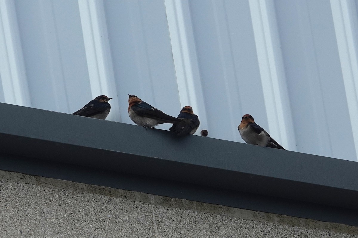 Südseeschwalbe - ML646963839