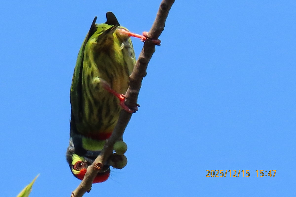 ムネアカゴシキドリ - ML646963840