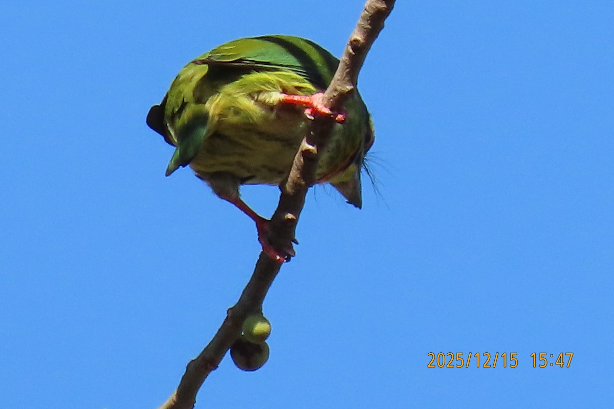 ムネアカゴシキドリ - ML646963841