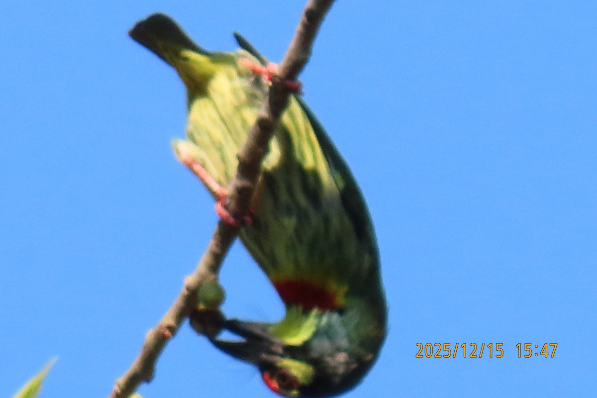 ムネアカゴシキドリ - ML646963842