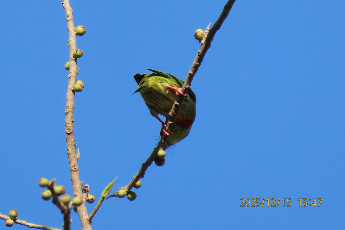 ムネアカゴシキドリ - ML646963843