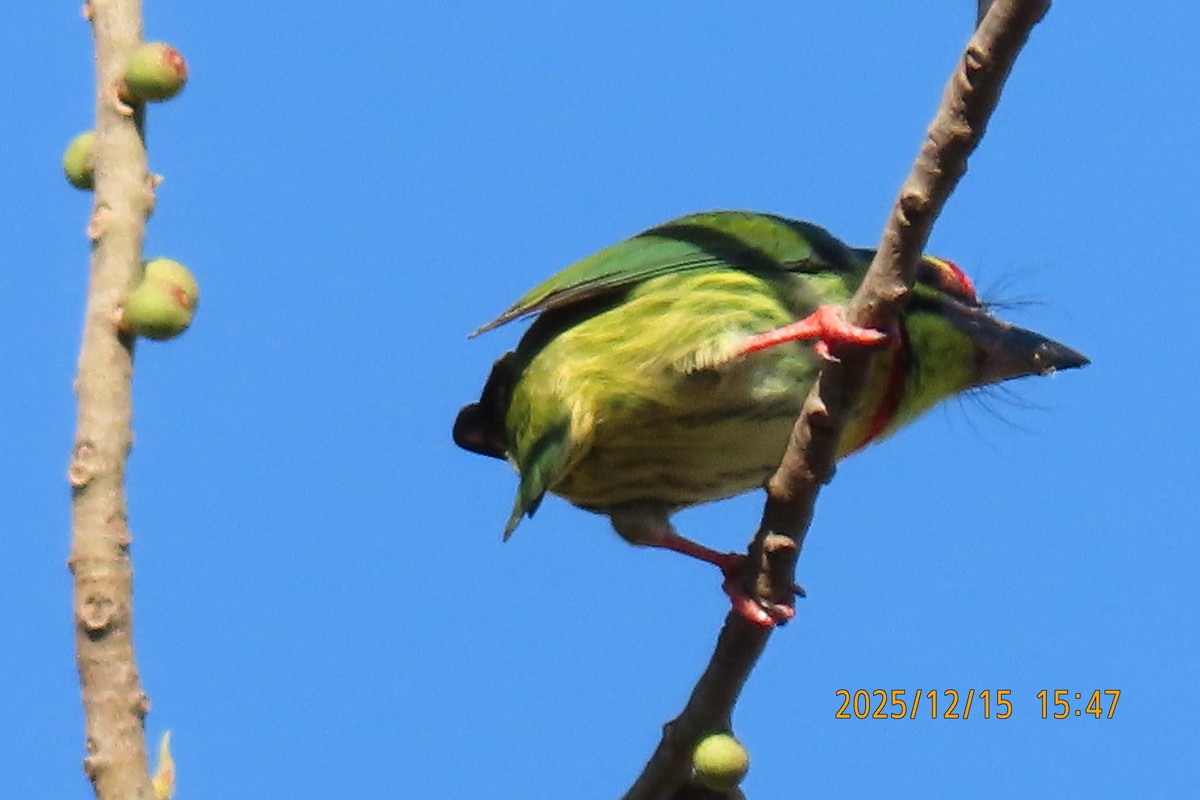 ムネアカゴシキドリ - ML646963844