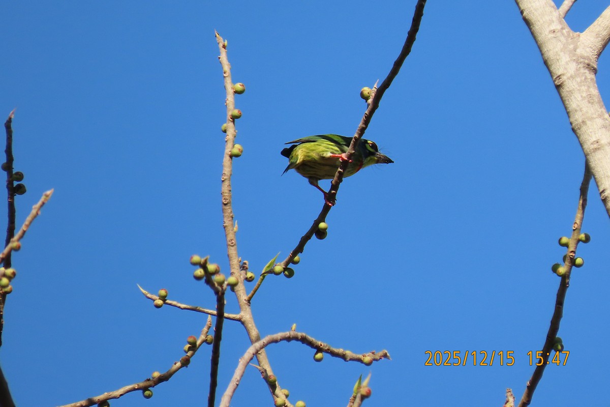 ムネアカゴシキドリ - ML646963845