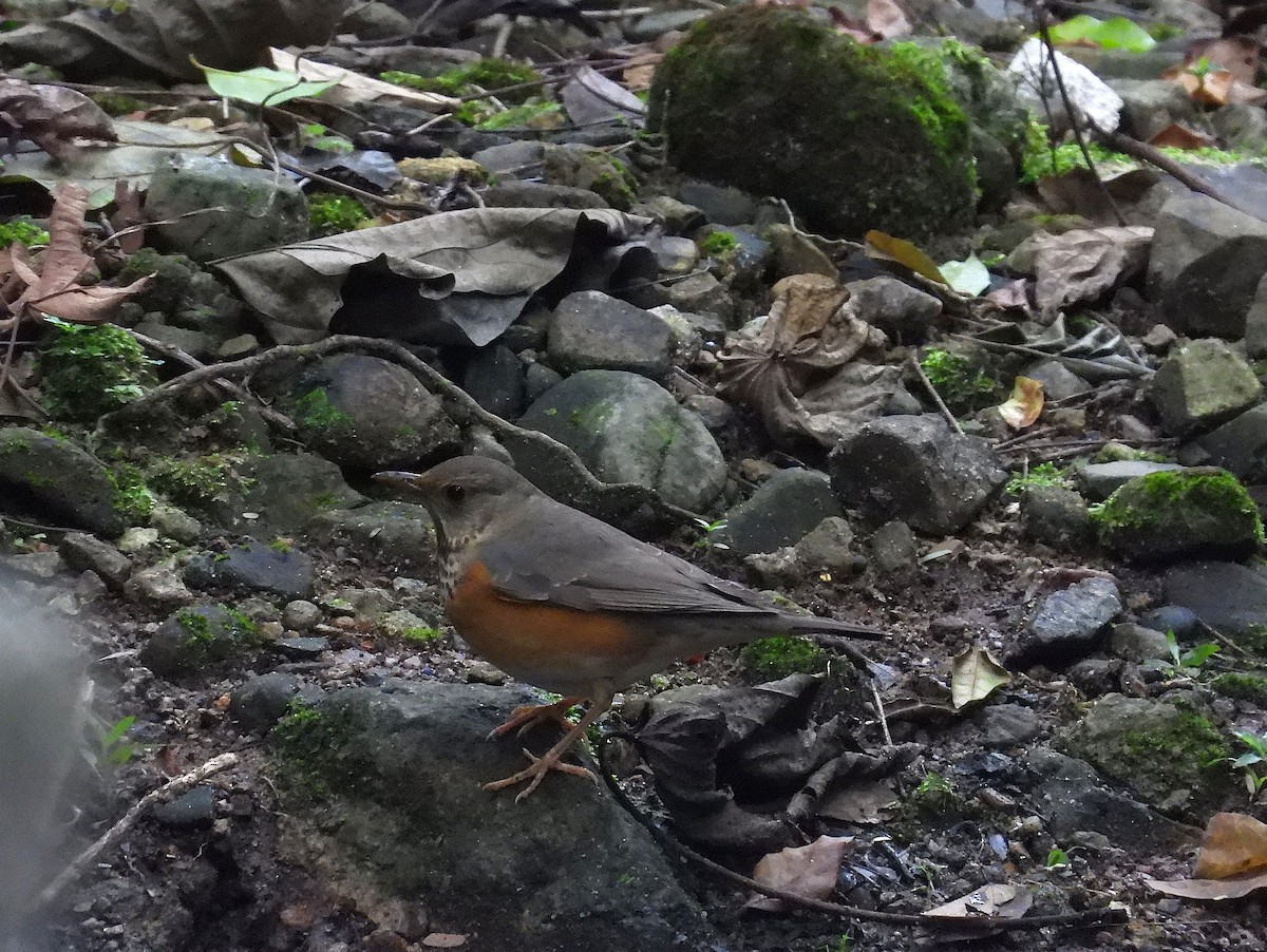 Gray-backed Thrush - ML646963847