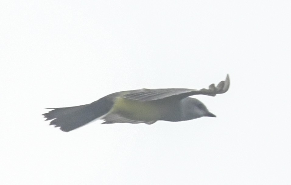 Tirano Occidental - ML646963848