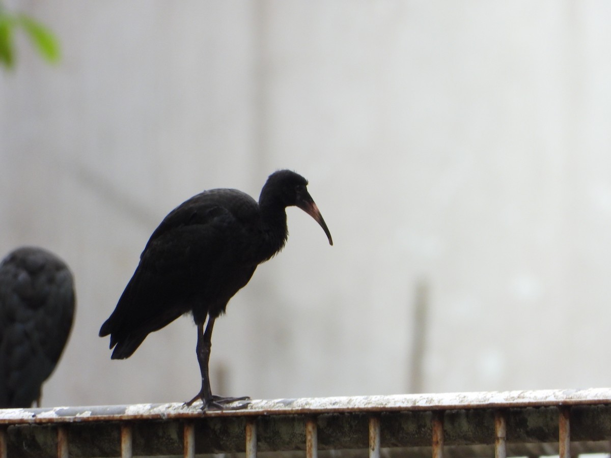 Ібіс чорний - ML646963850