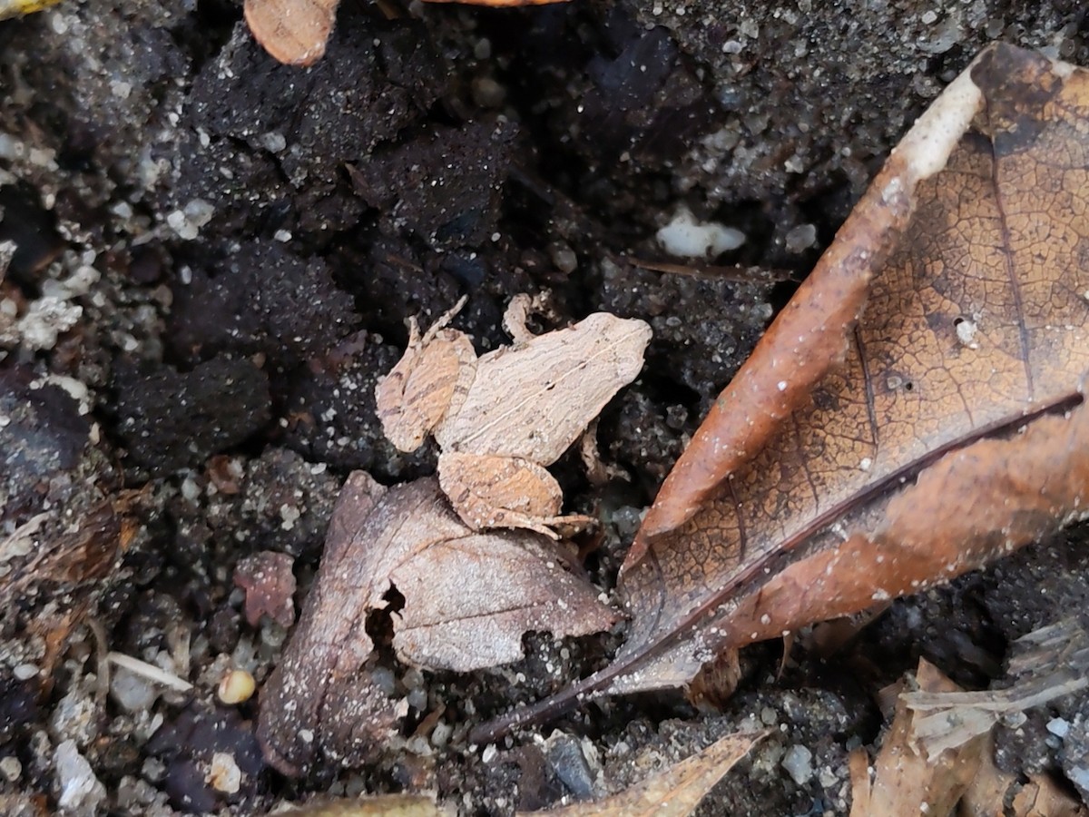 Dark-sided Chorus Frog - ML646963853