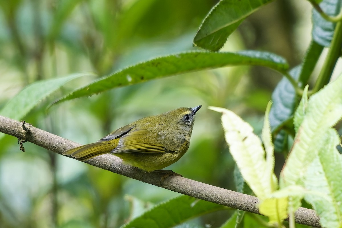 Oleaginous Hemispingus - ML646963856