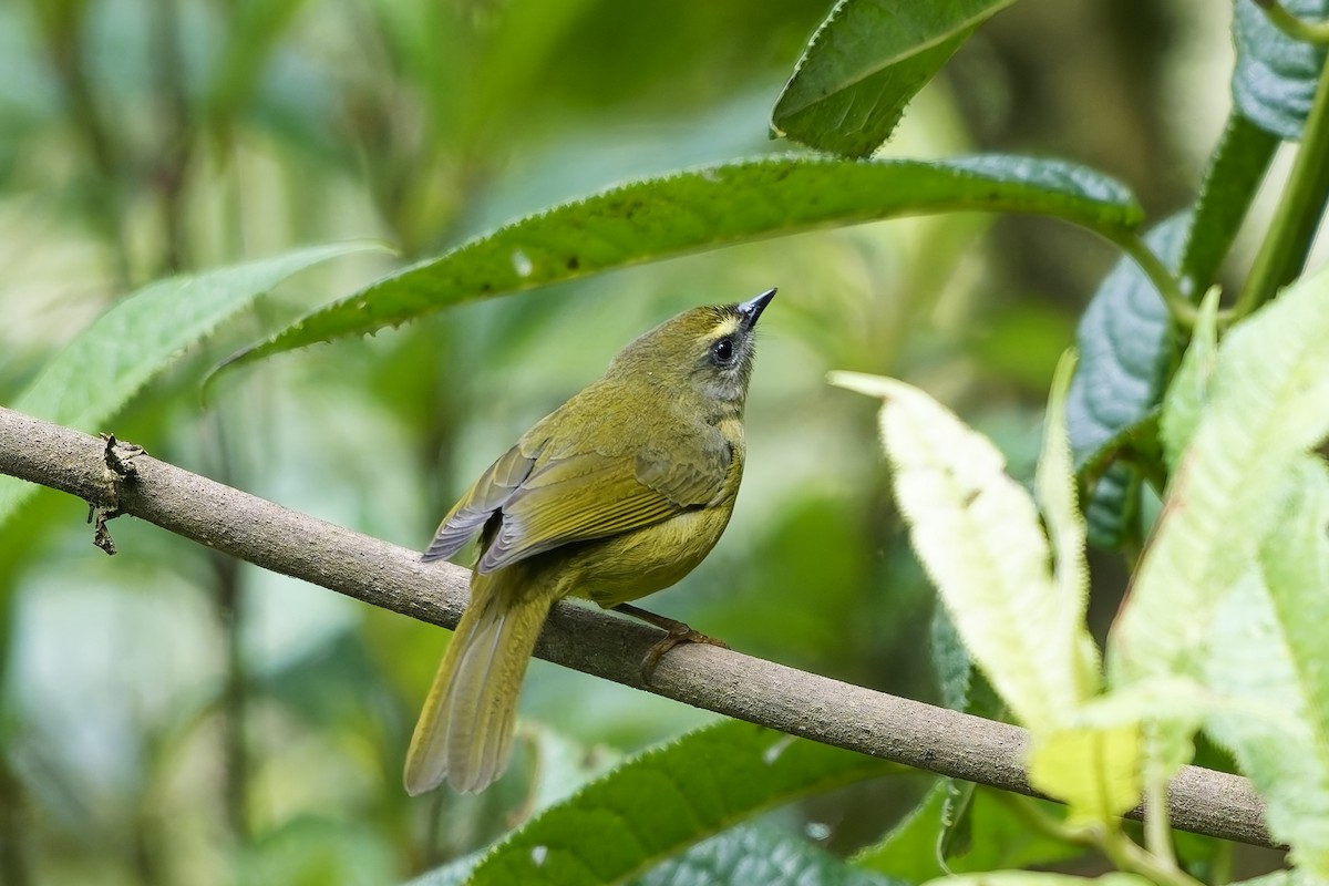 Oleaginous Hemispingus - ML646963857