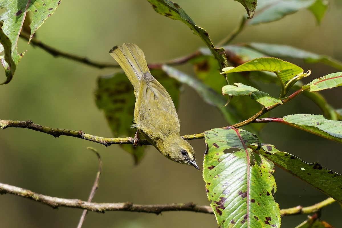 Oleaginous Hemispingus - ML646963858