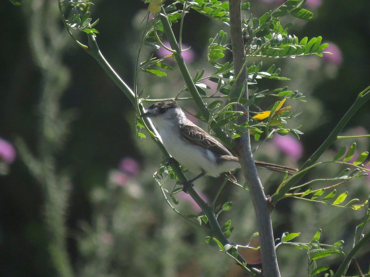 Бекард білоголовий - ML646963861