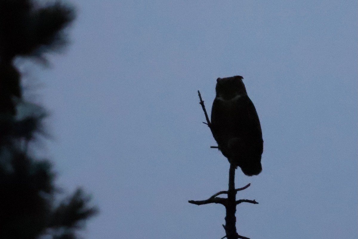 Great Horned Owl - ML646963862