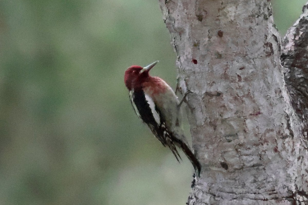 Red-breasted Sapsucker - ML646963863