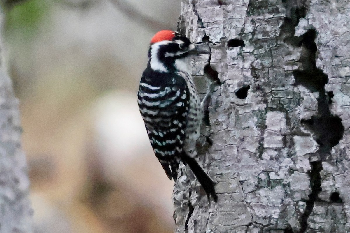 Nuttall's Woodpecker - ML646963865