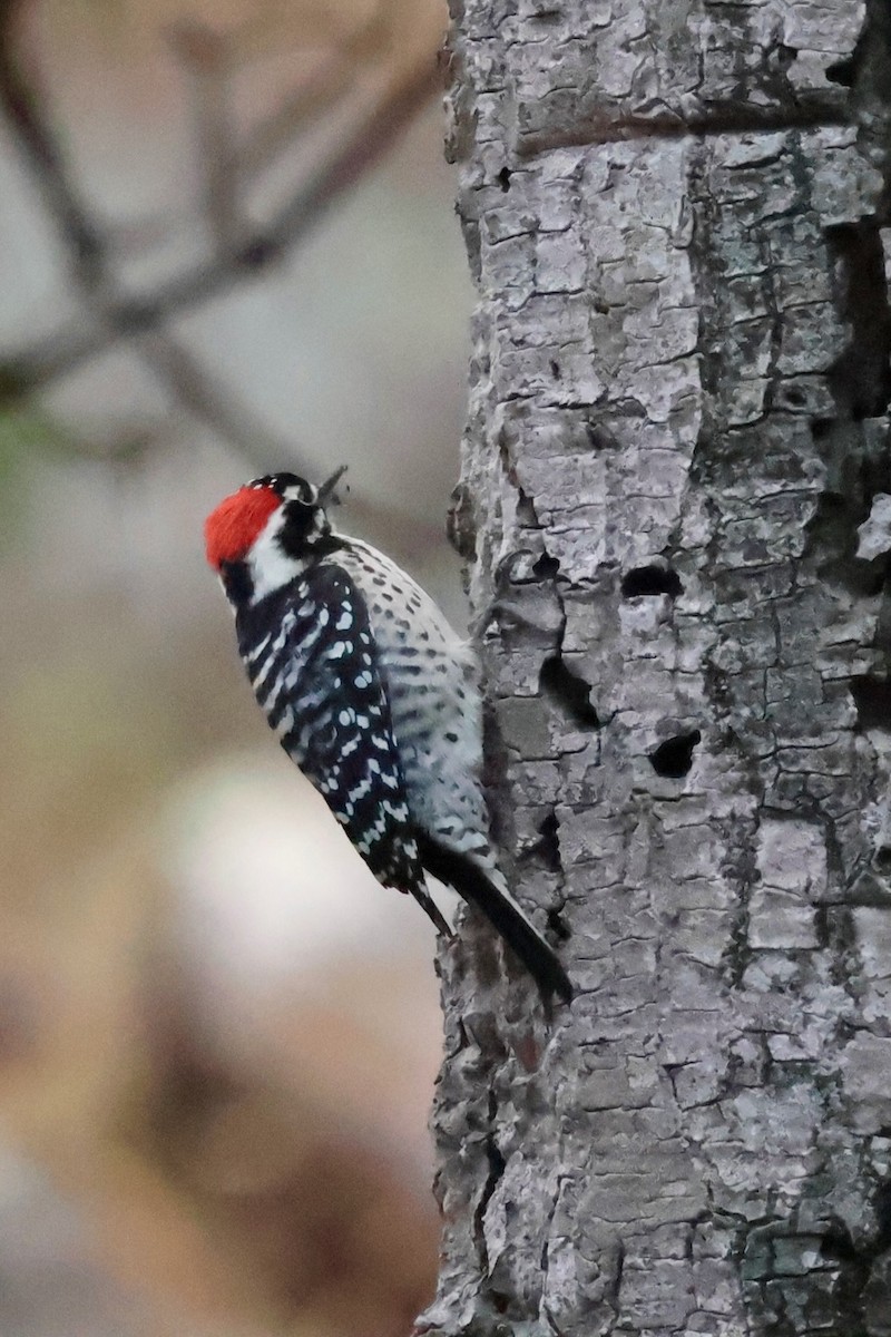 Nuttall's Woodpecker - ML646963866