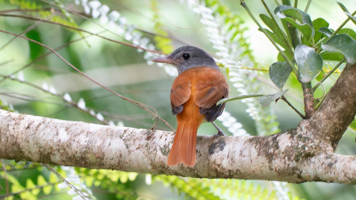 Gray-hooded Attila - ML646963874