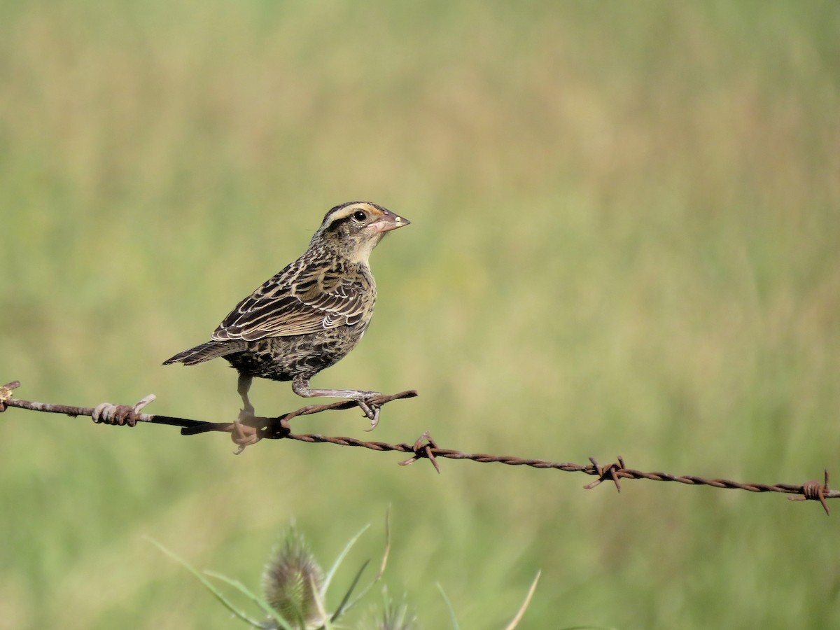Loica Cejiblanca - ML646963875