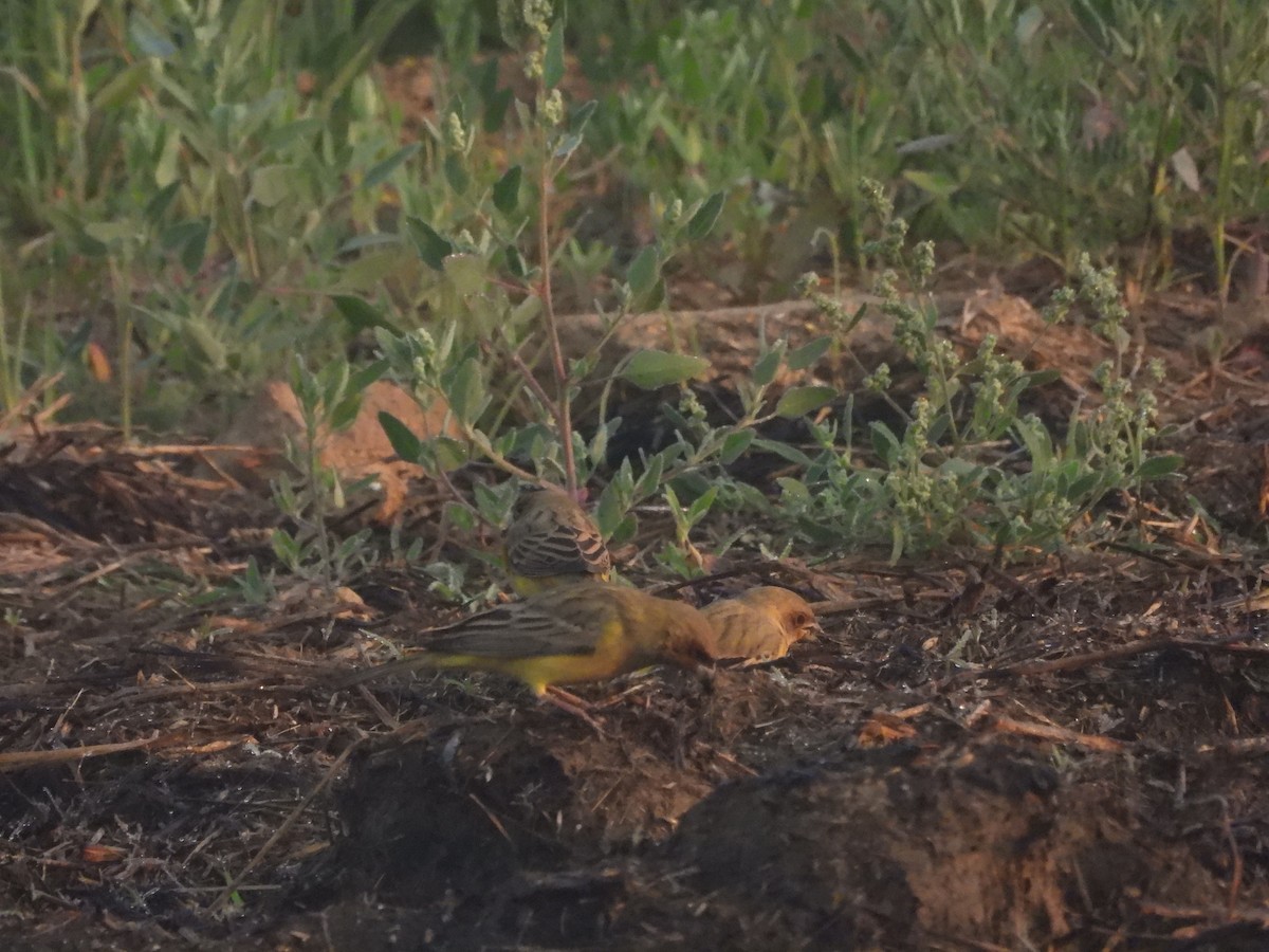 Zigolo testaranciata - ML646963876