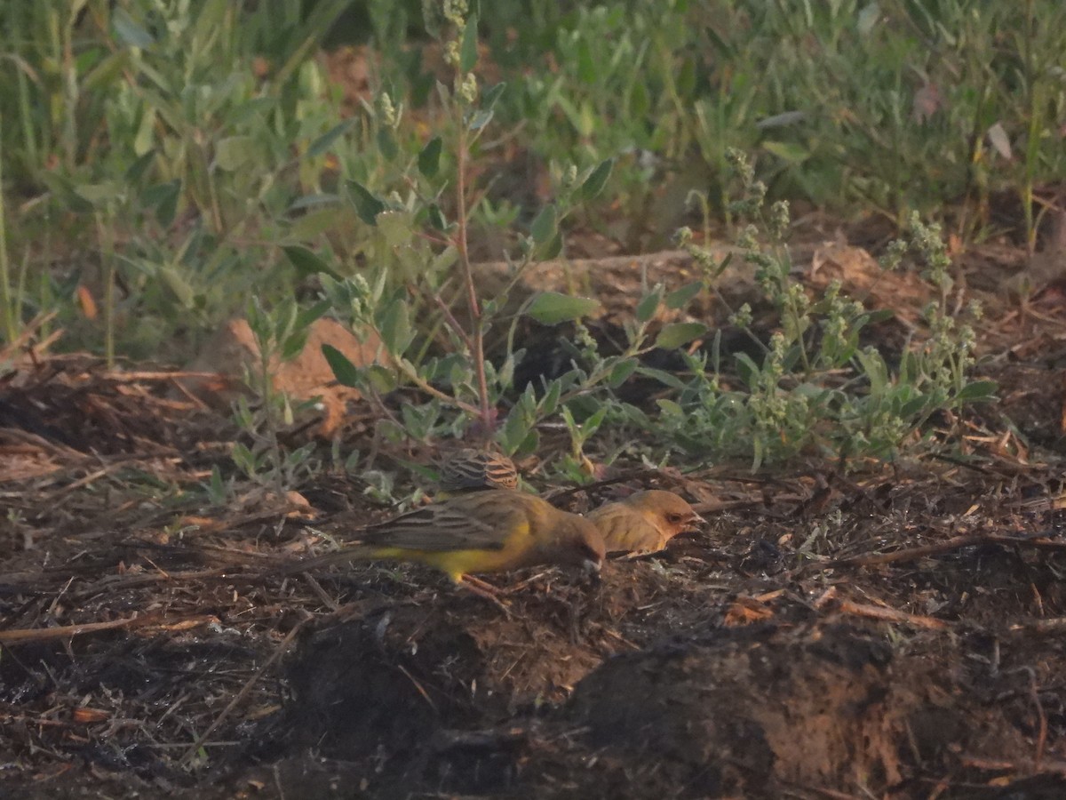 Zigolo testaranciata - ML646963877