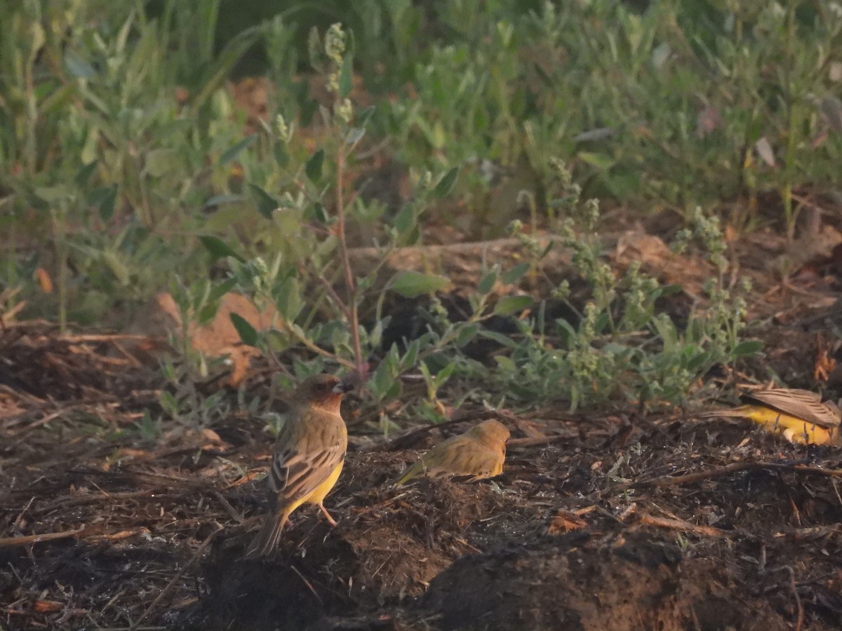 Zigolo testaranciata - ML646963878