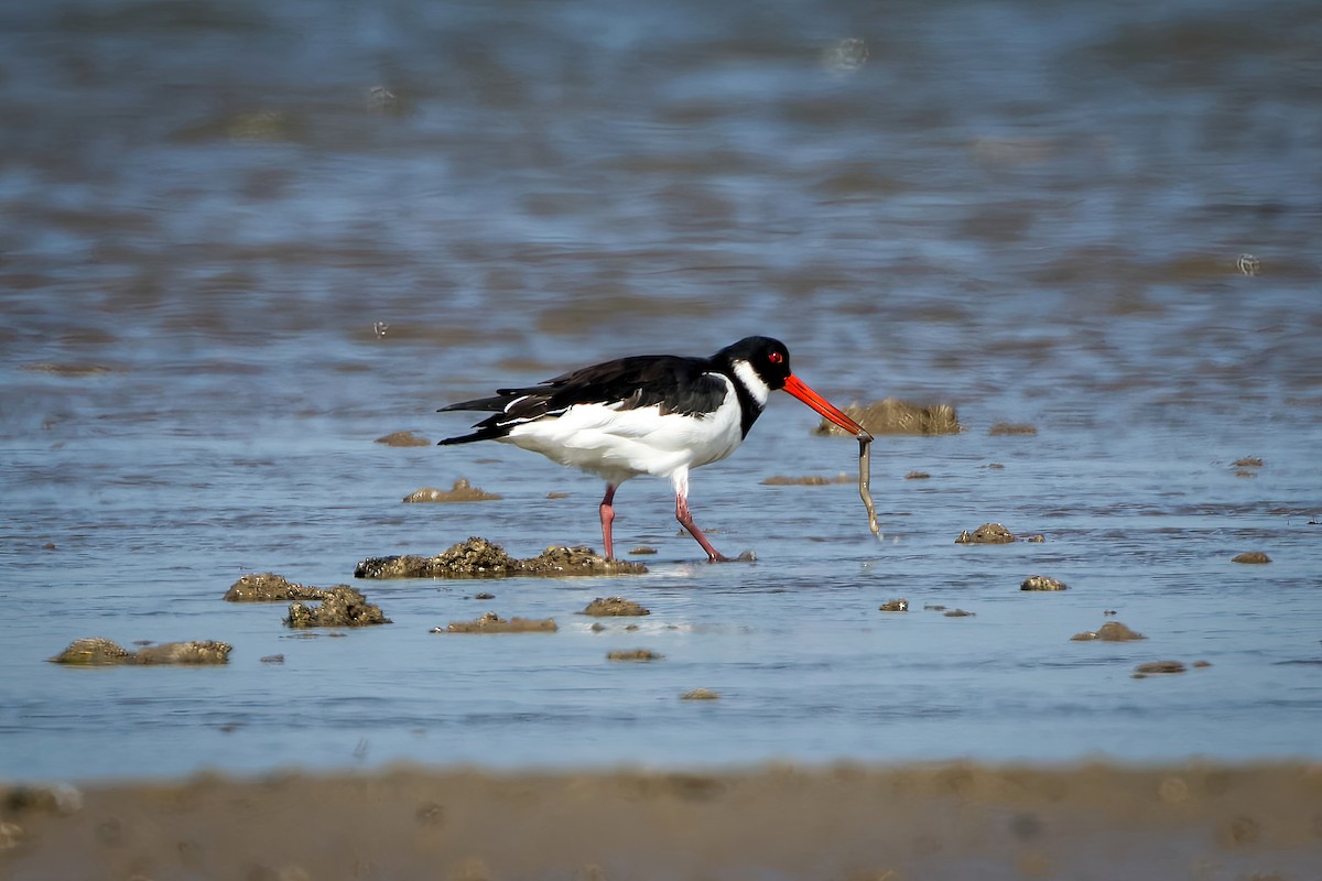 Eurasian Oystercatcher - ML646963882
