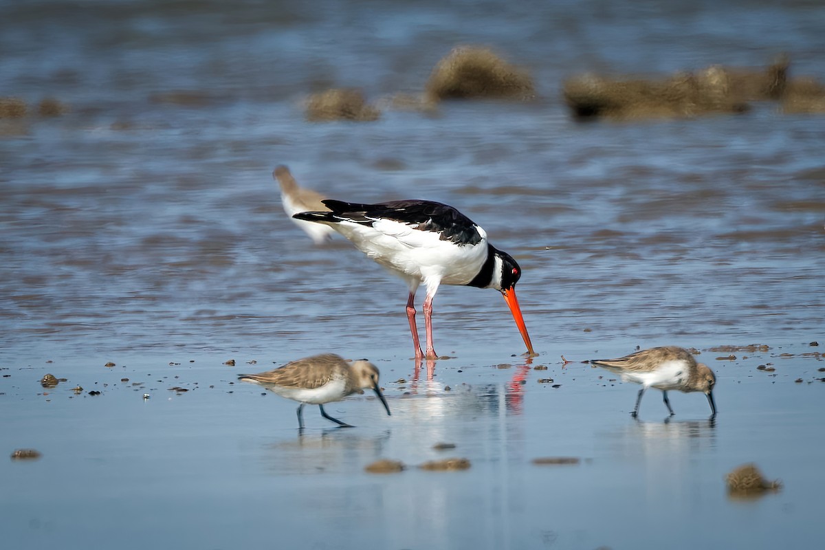 Eurasian Oystercatcher - ML646963883