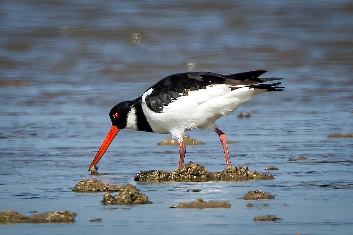 Eurasian Oystercatcher - ML646963884
