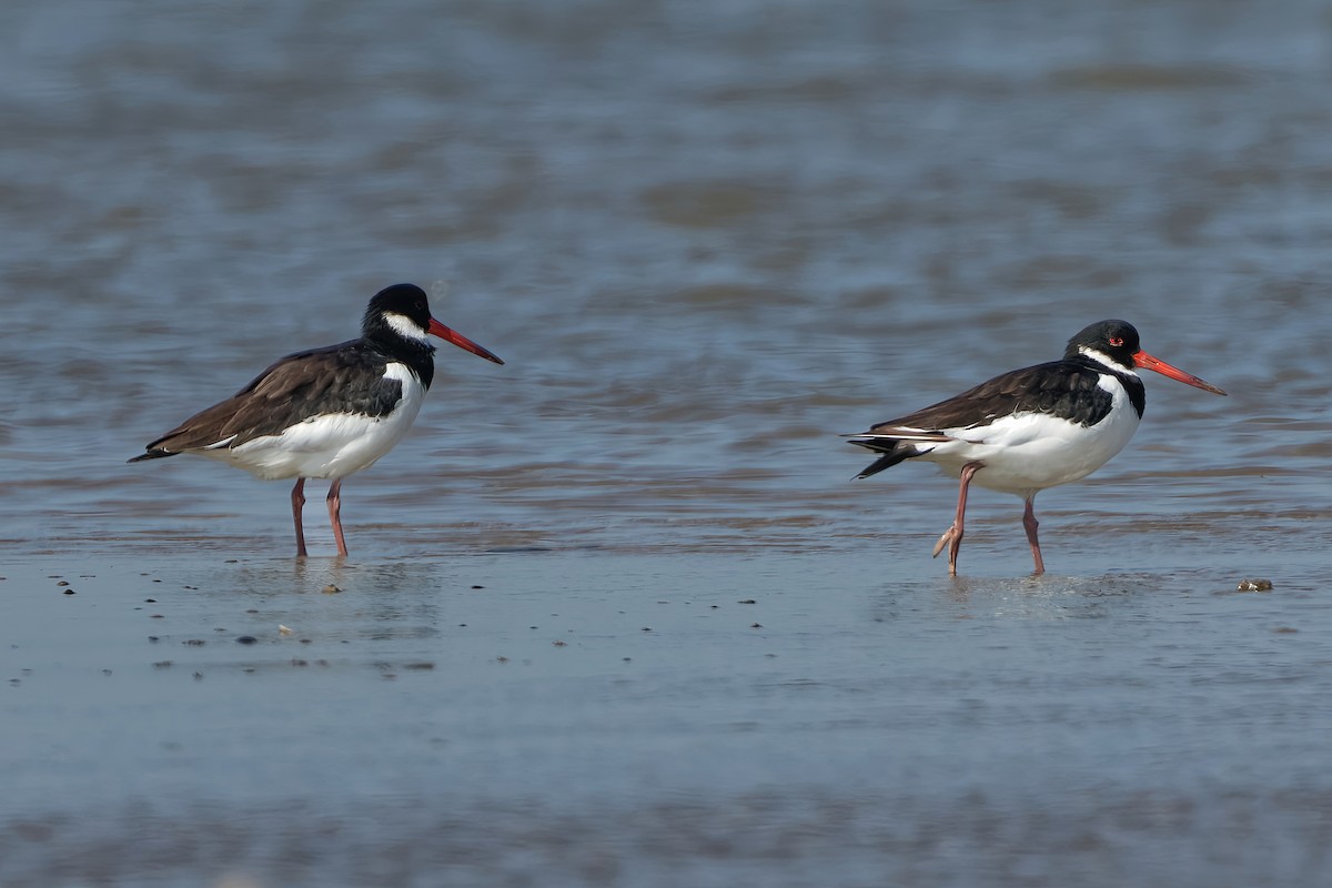 Eurasian Oystercatcher - ML646963885