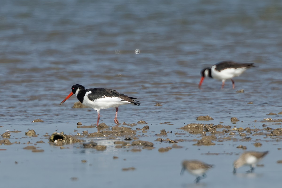Eurasian Oystercatcher - ML646963886