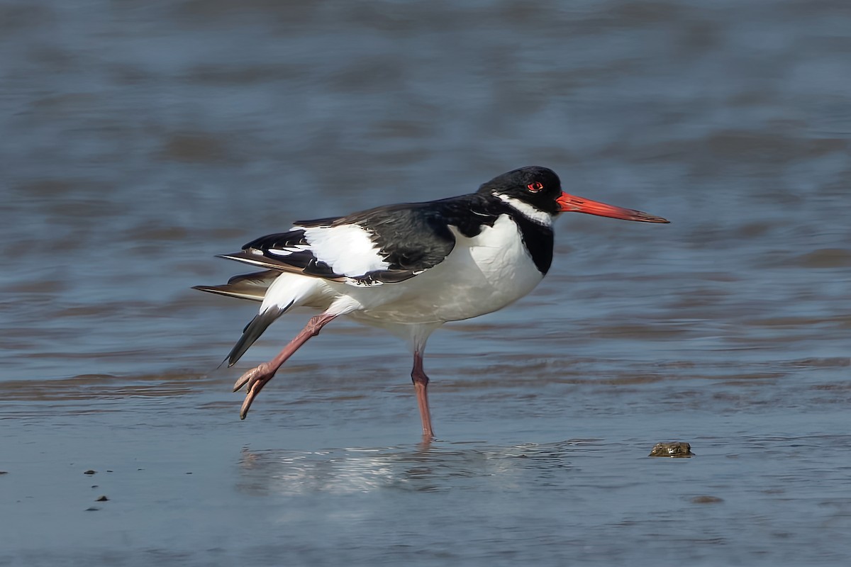 Eurasian Oystercatcher - ML646963887