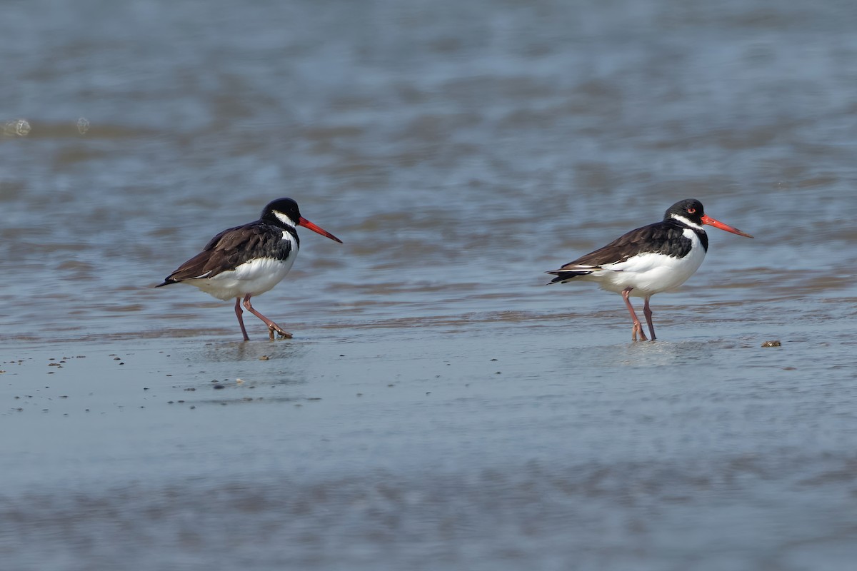 Eurasian Oystercatcher - ML646963888
