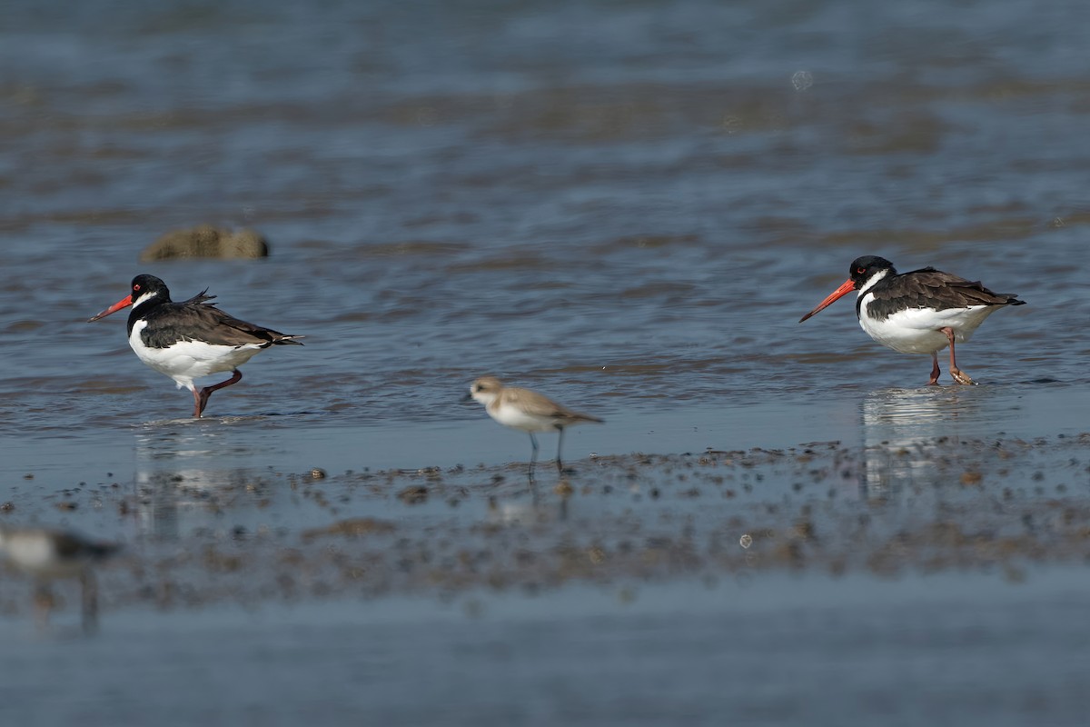 Eurasian Oystercatcher - ML646963889