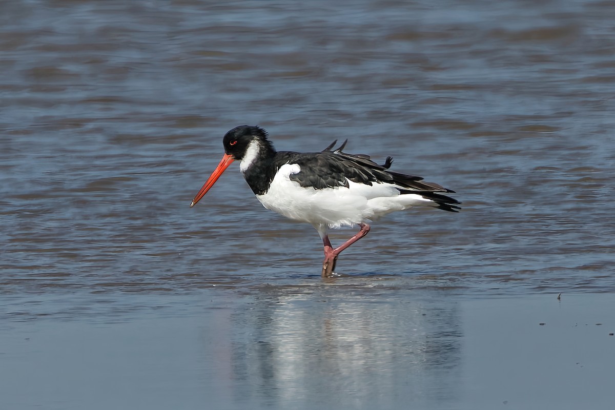 Eurasian Oystercatcher - ML646963891