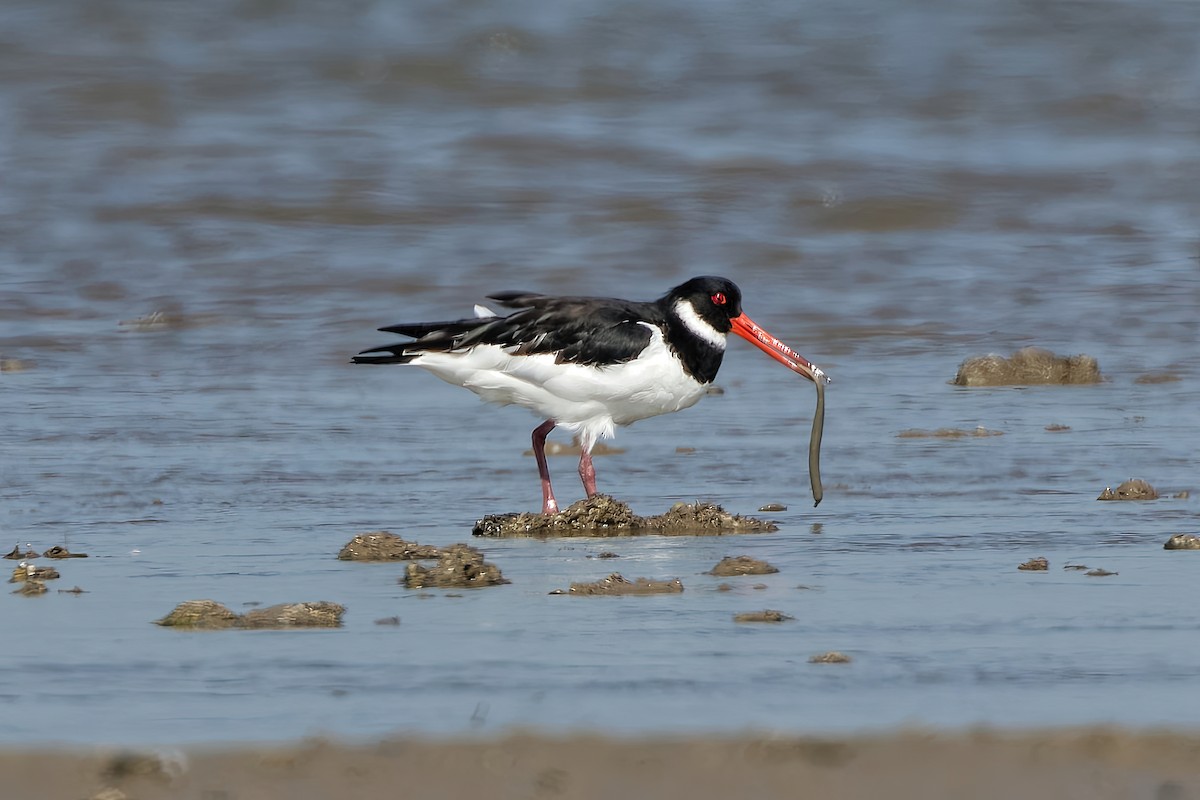 Eurasian Oystercatcher - ML646963892