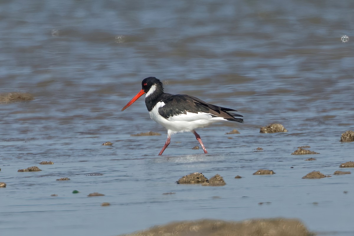 Eurasian Oystercatcher - ML646963893