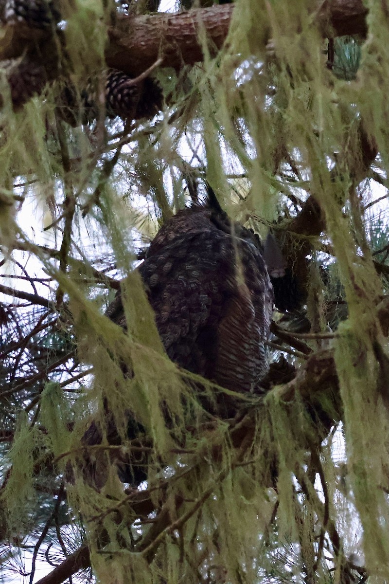 Great Horned Owl - ML646963894