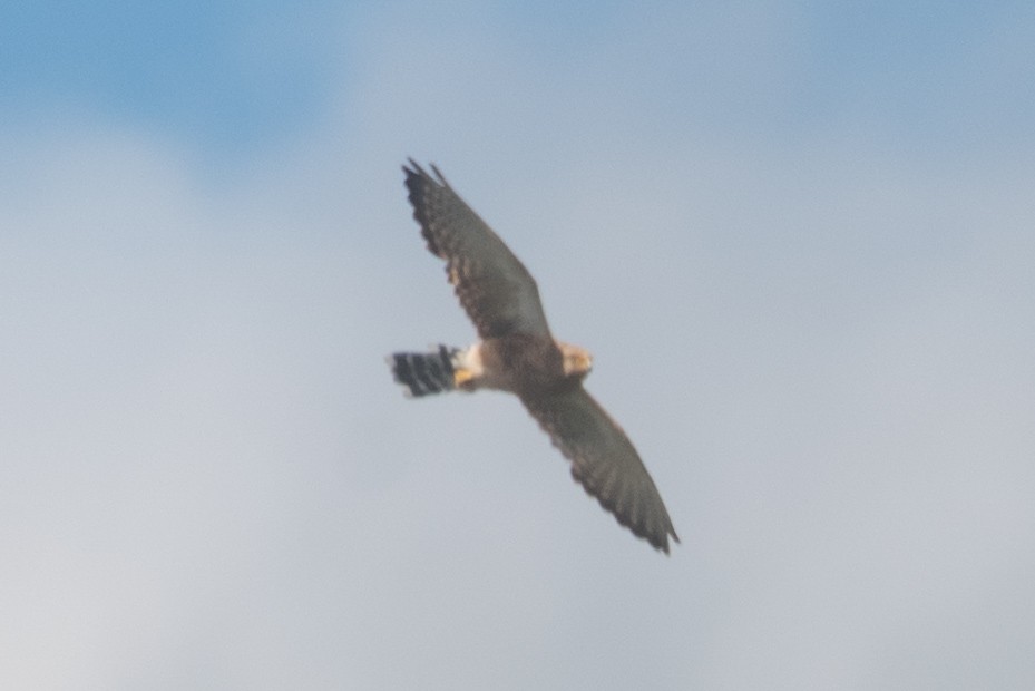 Greater Kestrel - ML646963897