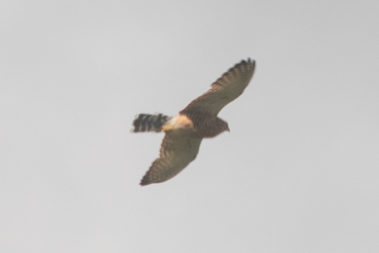 Greater Kestrel - ML646963898