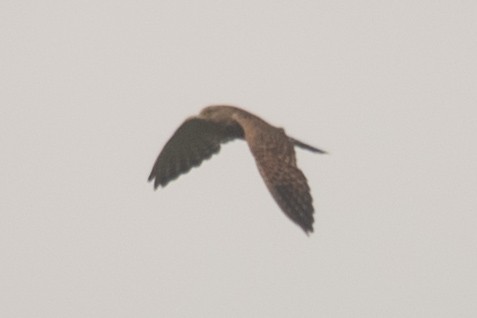 Greater Kestrel - ML646963899