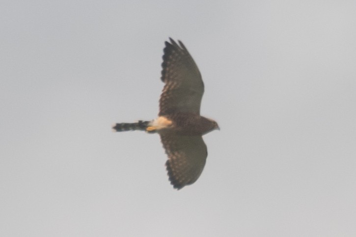 Greater Kestrel - ML646963900