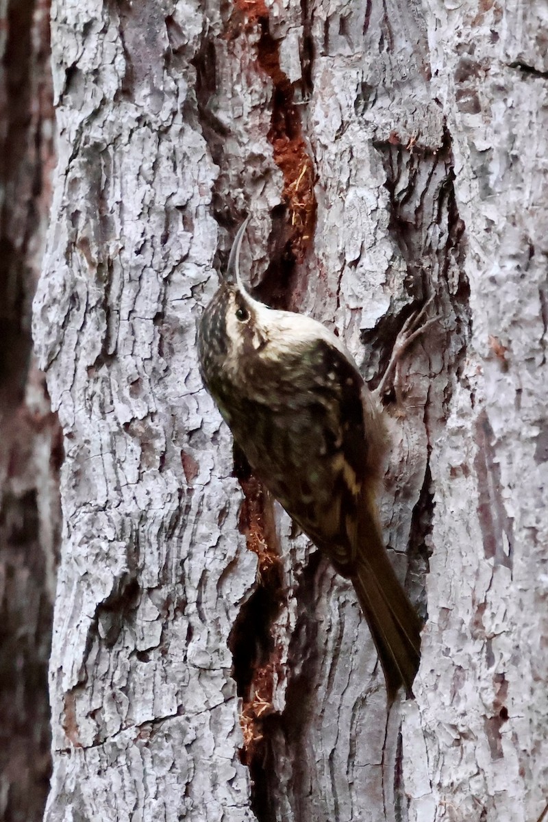 Brown Creeper - ML646963903