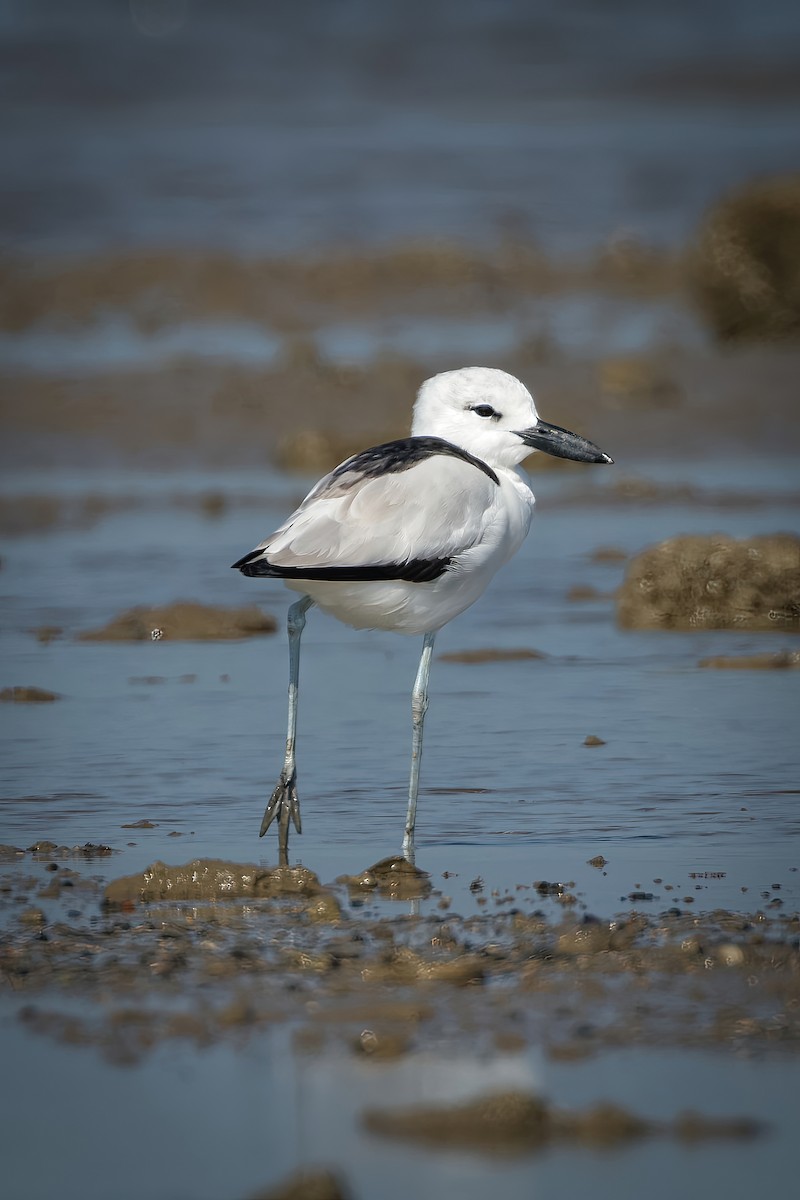 Crab-Plover - ML646963904