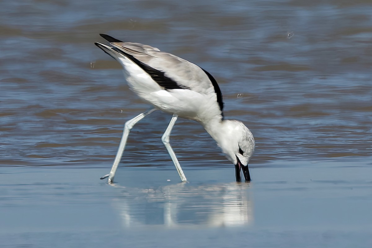 Crab-Plover - ML646963905