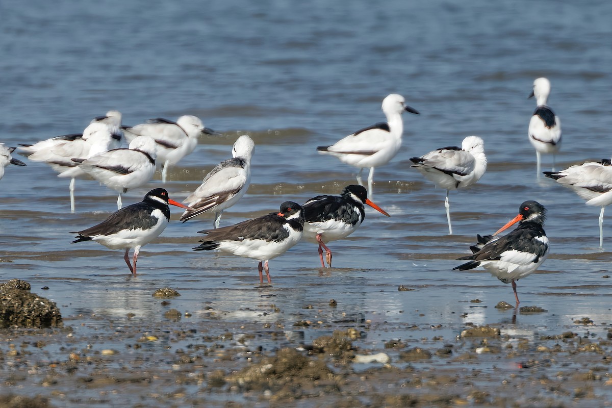 Crab-Plover - ML646963906