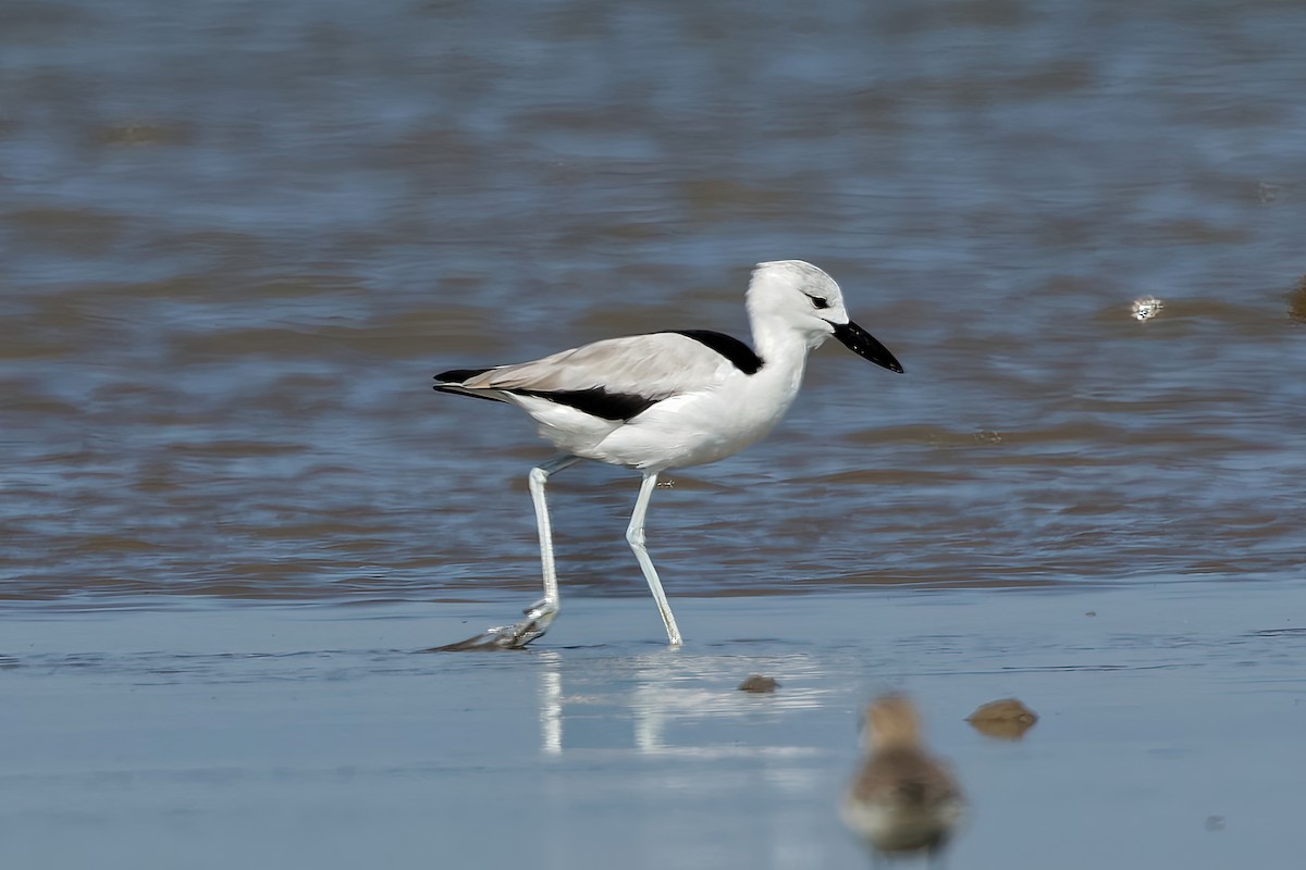 Crab-Plover - ML646963907