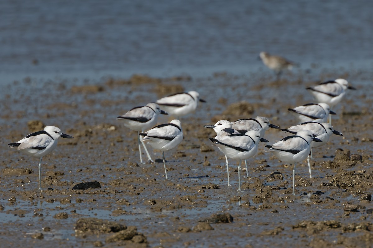Crab-Plover - ML646963908