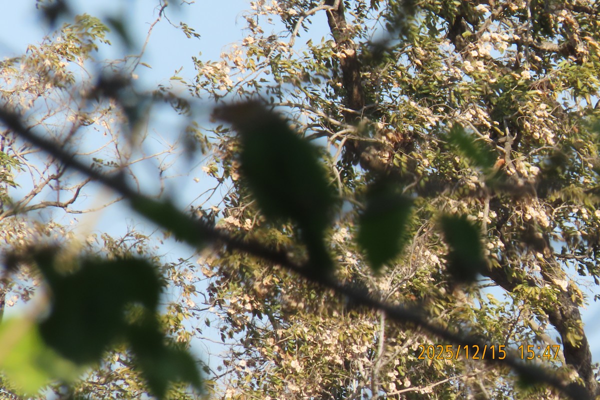 Lineated Barbet - ML646963915