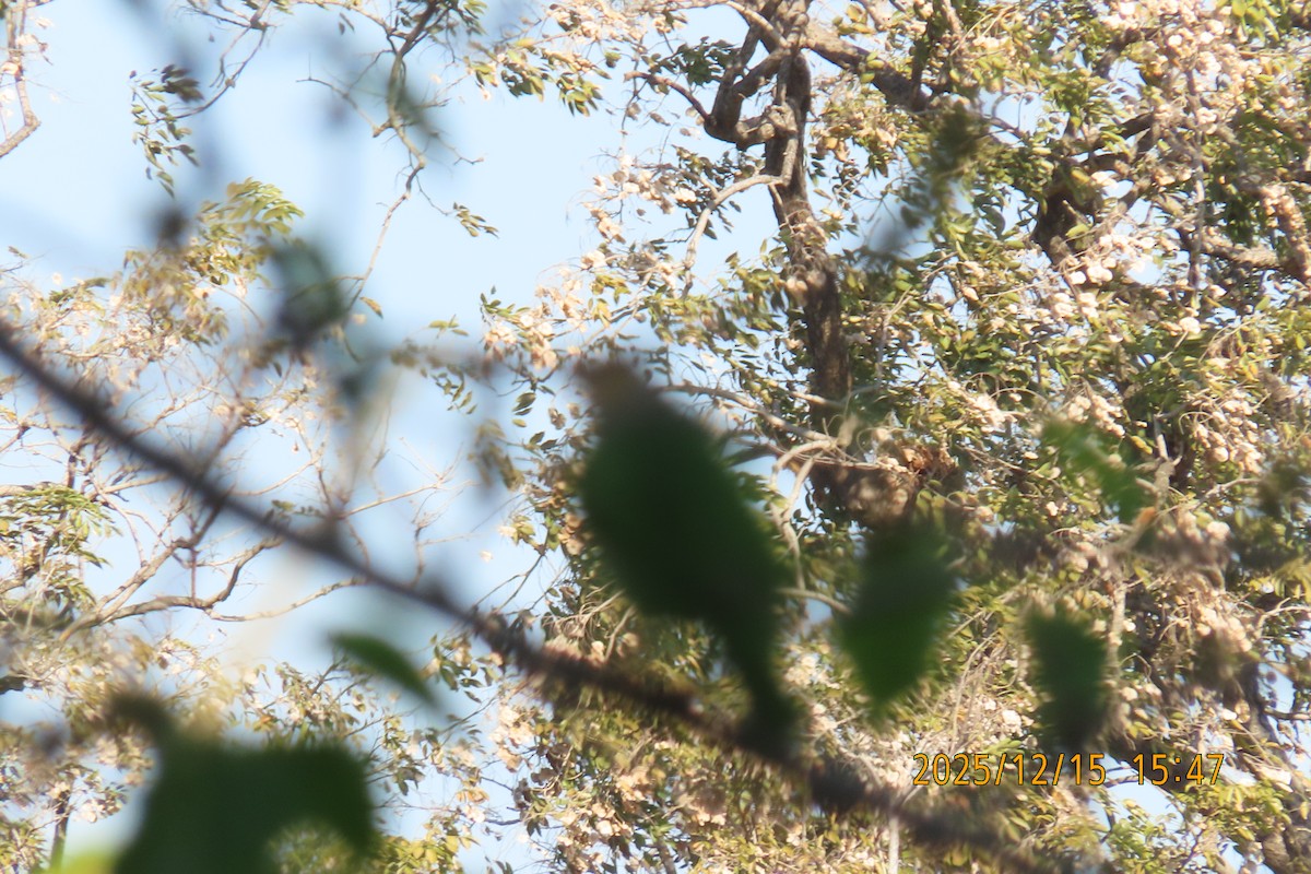 Lineated Barbet - ML646963916