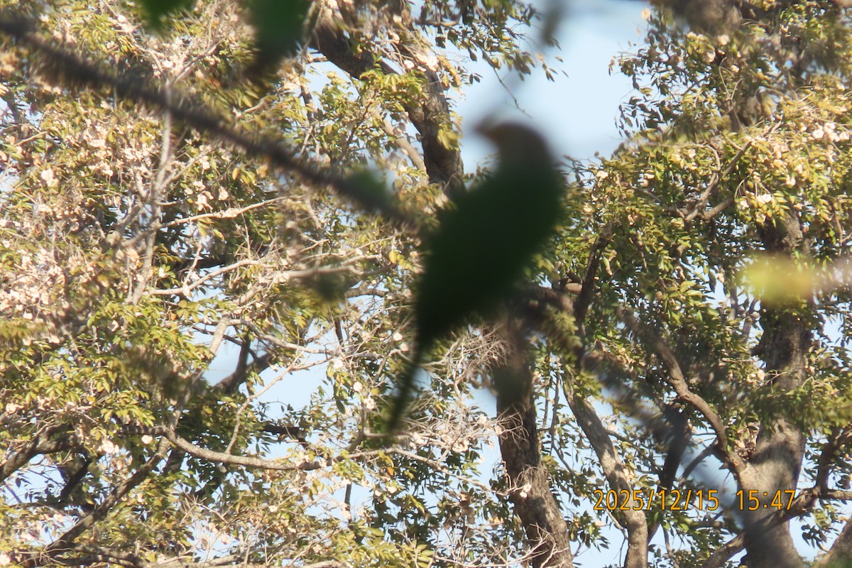 Lineated Barbet - ML646963917