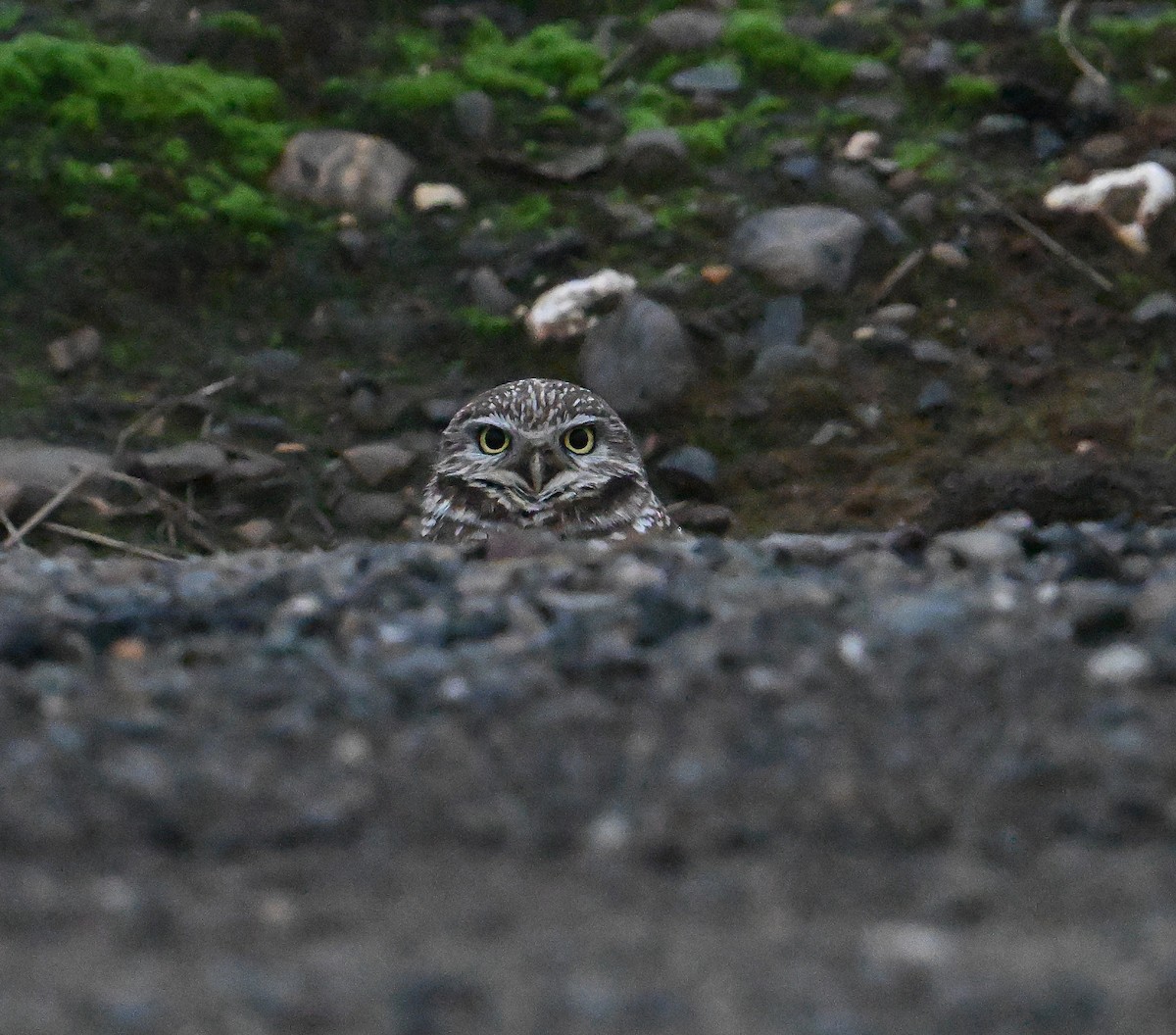 Кроличий сыч - ML646963919